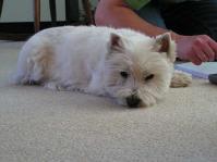 Klik op de foto voor groter formaat